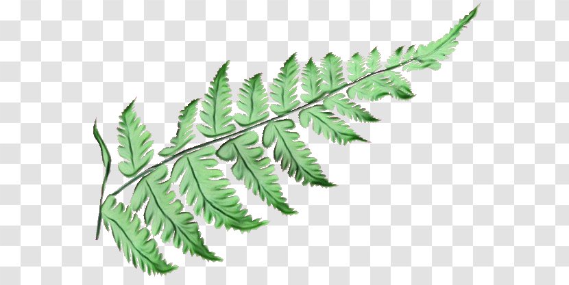 Fern - Leaf - Mimosa Tenuiflora Terrestrial Plant Transparent PNG