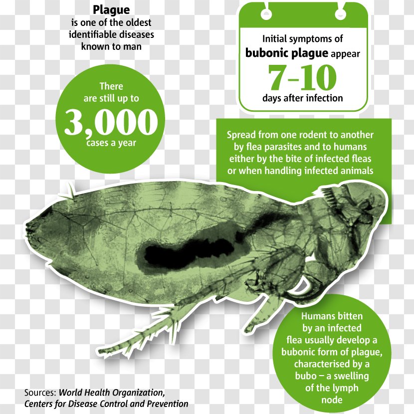 Black Death In The Wake Of Plague Bubonic Yersinia Pestis - Organism - Reptile Transparent PNG