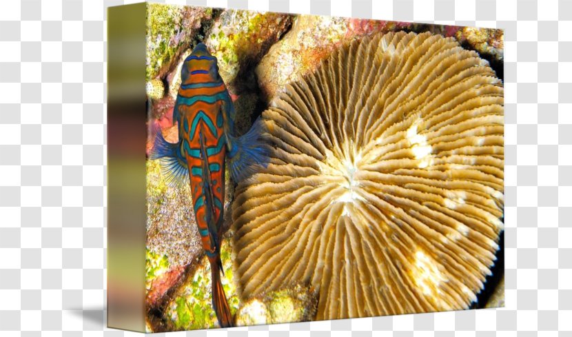 Coral - CORAL FISH Transparent PNG