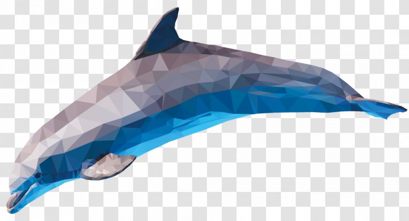 Common Bottlenose Dolphin Short-beaked Tucuxi Rough-toothed - Short Beaked Transparent PNG