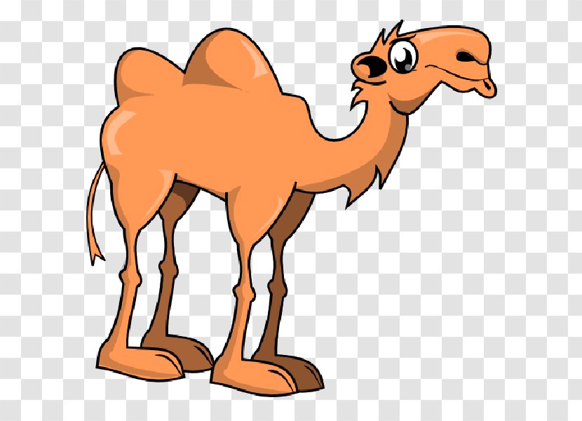 Bactrian Camel Cartoon Clip Art - Joke - Cute Transparent PNG