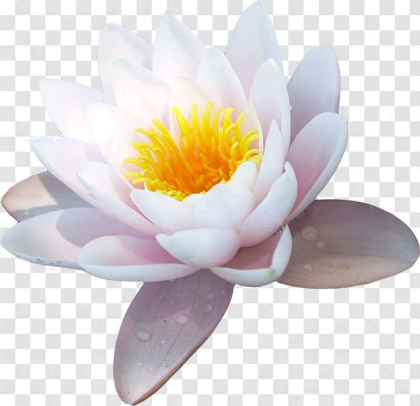 Water Lily Nelumbo Nucifera Flower Symbol - Petal Transparent PNG