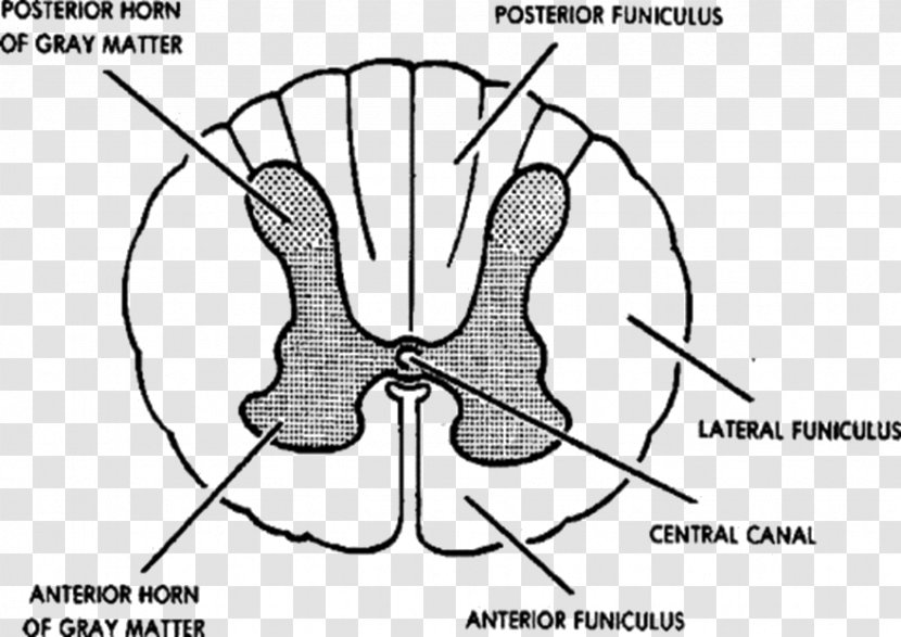 Spinal Cord Grey Matter Vertebral Column Central Nervous System Anatomy - Heart - Silhouette Transparent PNG