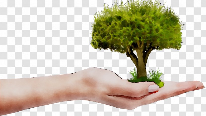 Tree Plants Monaco Company Organization - Nursery - Natural Environment Transparent PNG