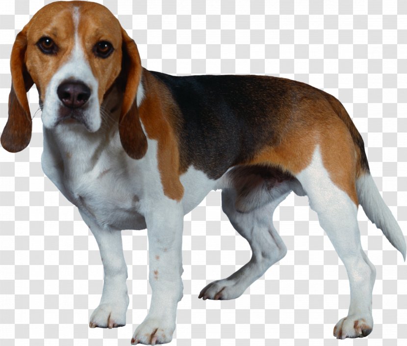 Beagle-Harrier Shiba Inu Puppy - Dog Transparent PNG