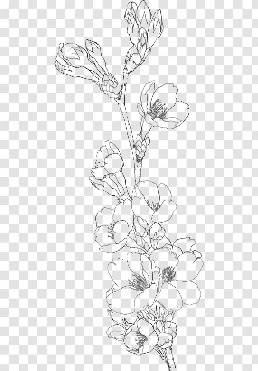Drawing Coloring Book Image Clip Art Line - Flower - Cherry Blossom Transparent PNG