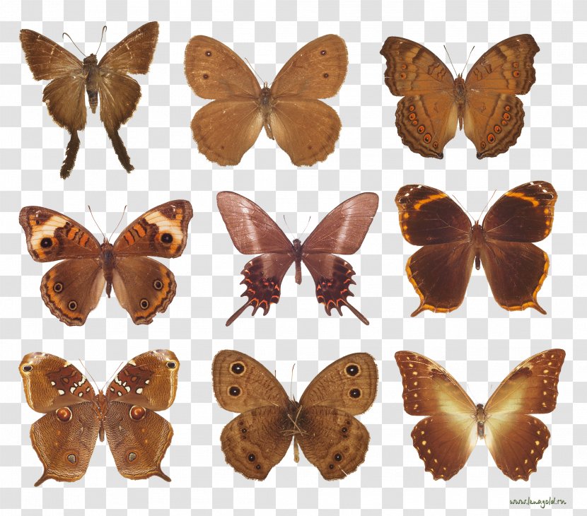 Brush-footed Butterflies And Moths Clip Art - Brushfooted - Butterfly Images Transparent PNG