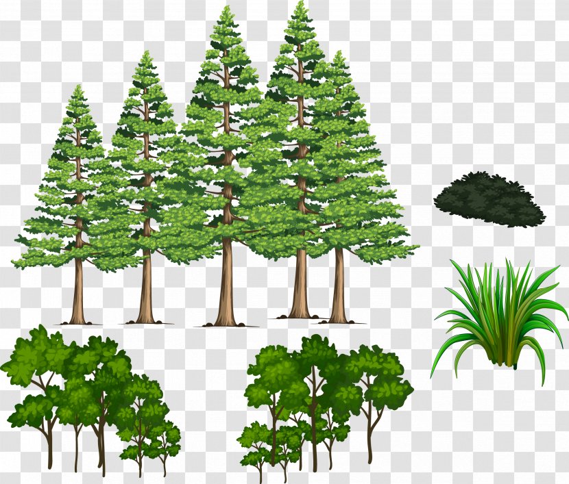 Fir Pine Spruce Shrub - Tree - Vector Plant Material Grass Transparent PNG