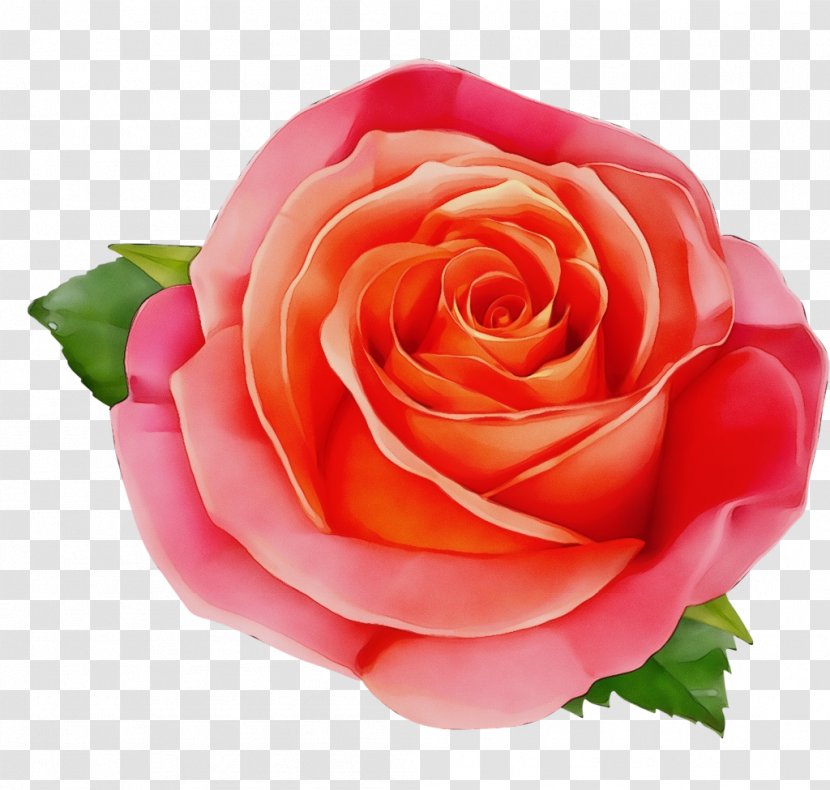 Garden Roses - Flowering Plant - Red Rose Family Transparent PNG