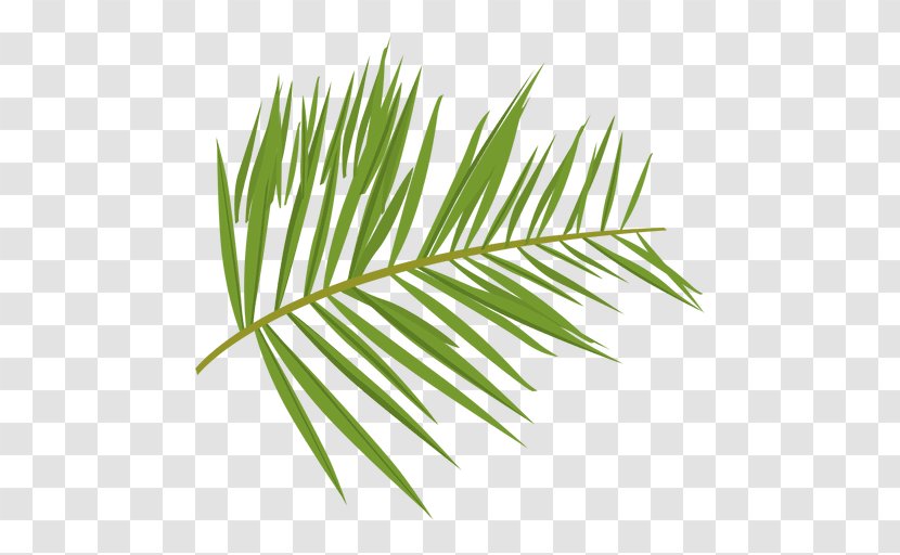 Leaf Plant Green Fern - Palm Tree Transparent PNG