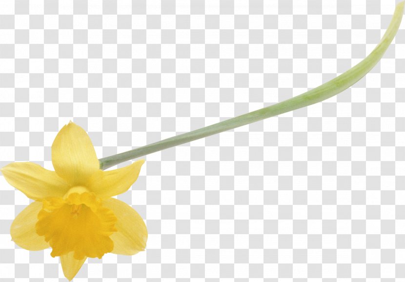 Flower Daffodil Ornamental Bulbous Plant Petal Clip Art - Narcissus Transparent PNG