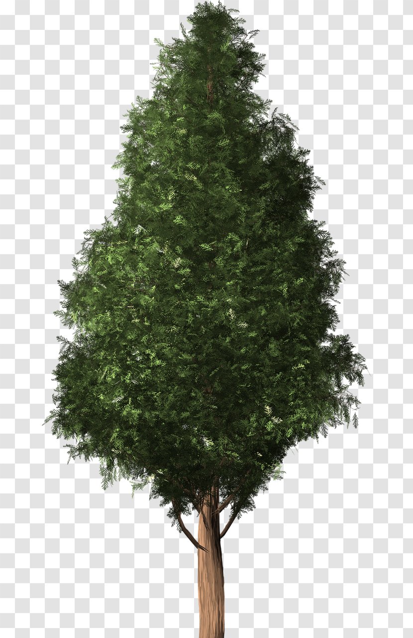 Tree Cedar Austrocedrus Conifers Woody Plant - Fir-tree Transparent PNG