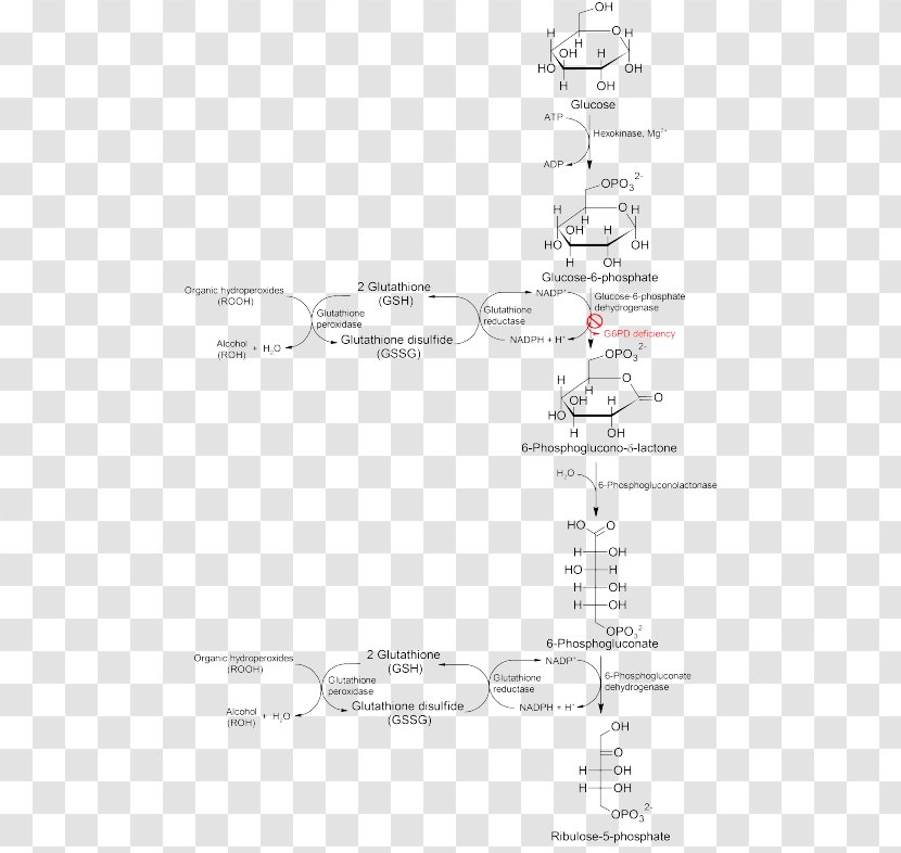 Glucose 6-phosphate Glucose-6-phosphate Dehydrogenase Deficiency Pentose Phosphate Pathway Fructose - Area - Paper Transparent PNG