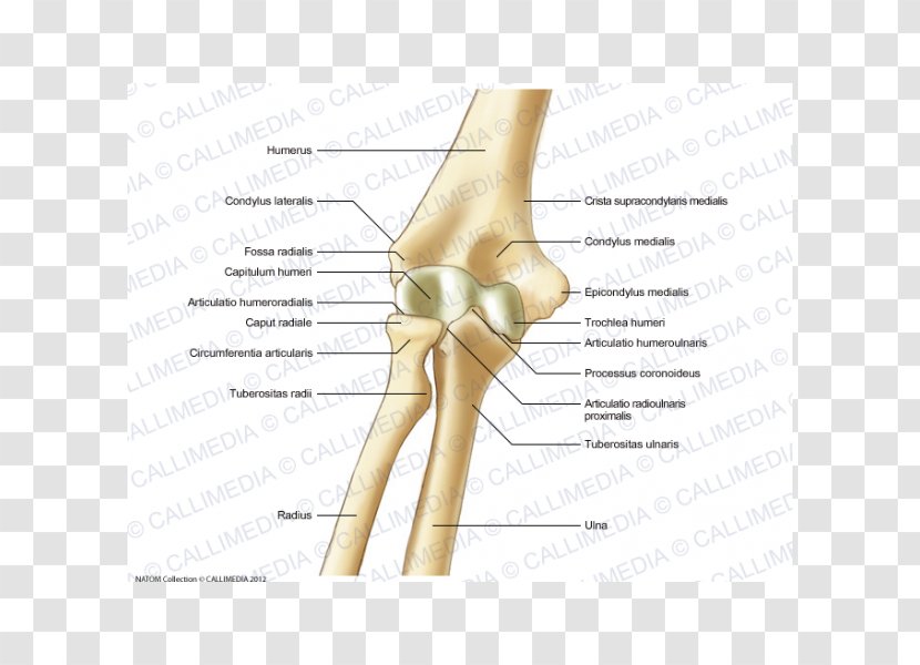 Thumb Elbow Bone Anatomy Pelvis - Tree - Digestif Transparent PNG