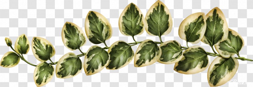 Comparazione Di File Grafici JPEG Cut Flowers - Plant - Stem Transparent PNG