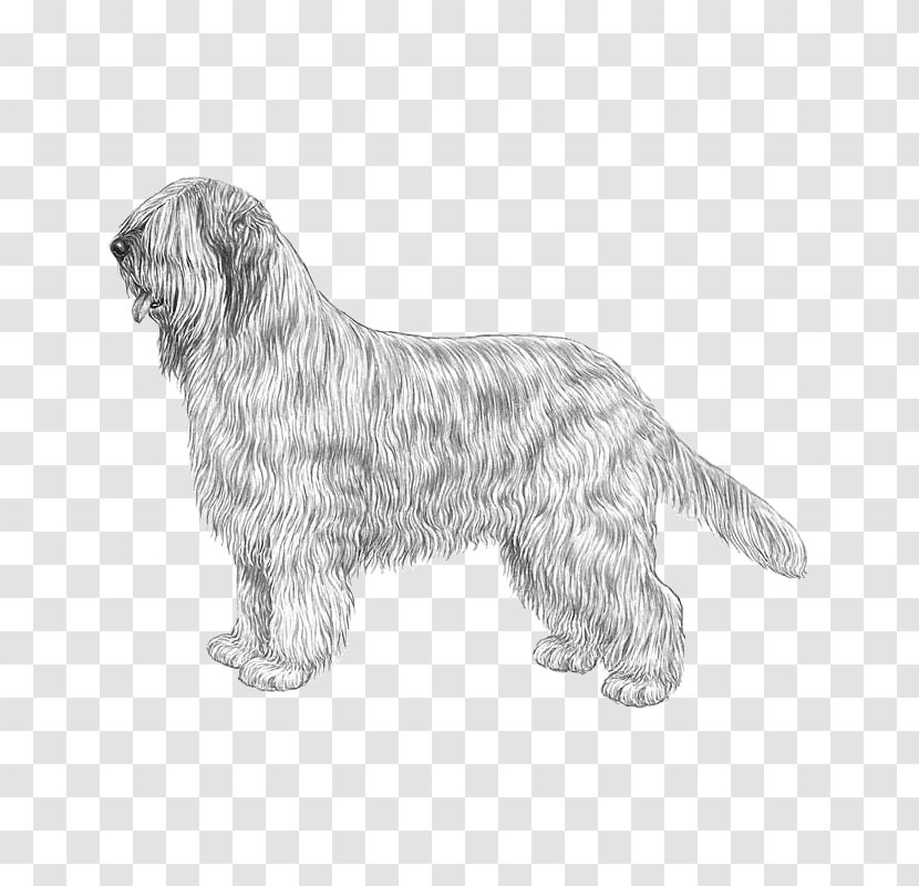 Glen Bergamasco Shepherd Briard Lagotto Romagnolo Newfoundland Dog - Bearded Collie - Cairn Terrier Transparent PNG