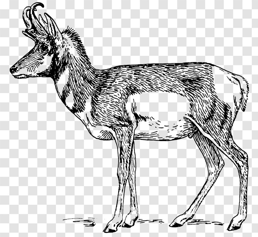 A Pronghorn Antelope Drawing - Goat - Deer Transparent PNG