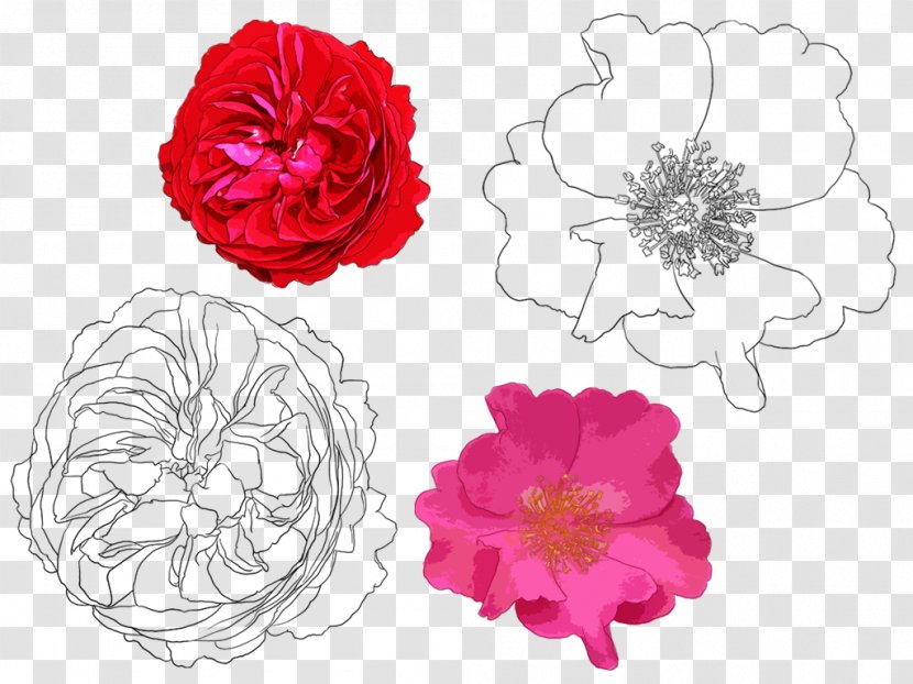 Beach Rose Garden Roses Drawing Flower Painting - Cartoon - Hand-painted Peony Transparent PNG