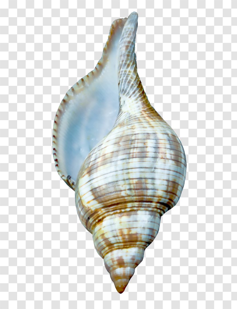 Cockle Seashell Charonia Tritonis Clip Art - Organism Transparent PNG