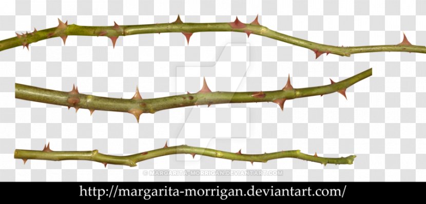 Thorns, Spines, And Prickles Plant Stem Rose Clip Art Transparent PNG