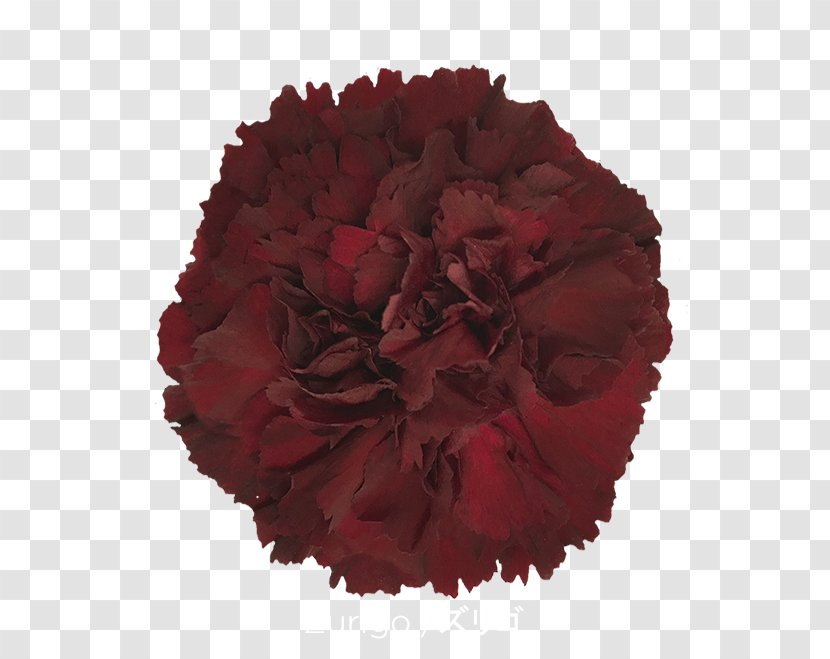 Carnation Cut Flowers Rose Colibri S.A. - Sa - Crimson Viper Transparent PNG