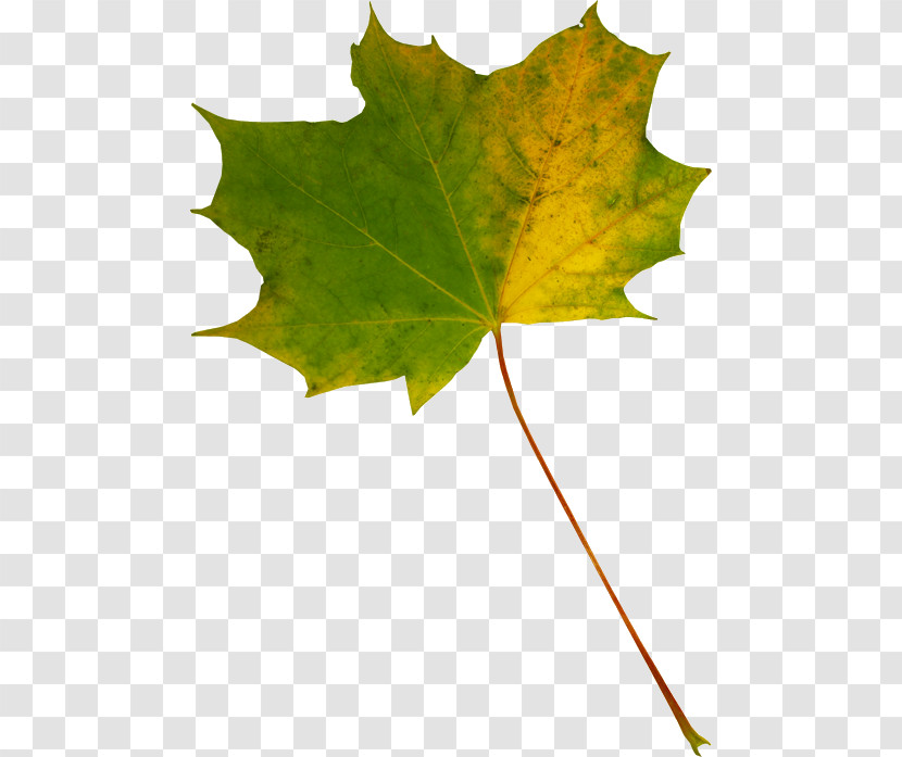 Maple Leaf Transparent PNG