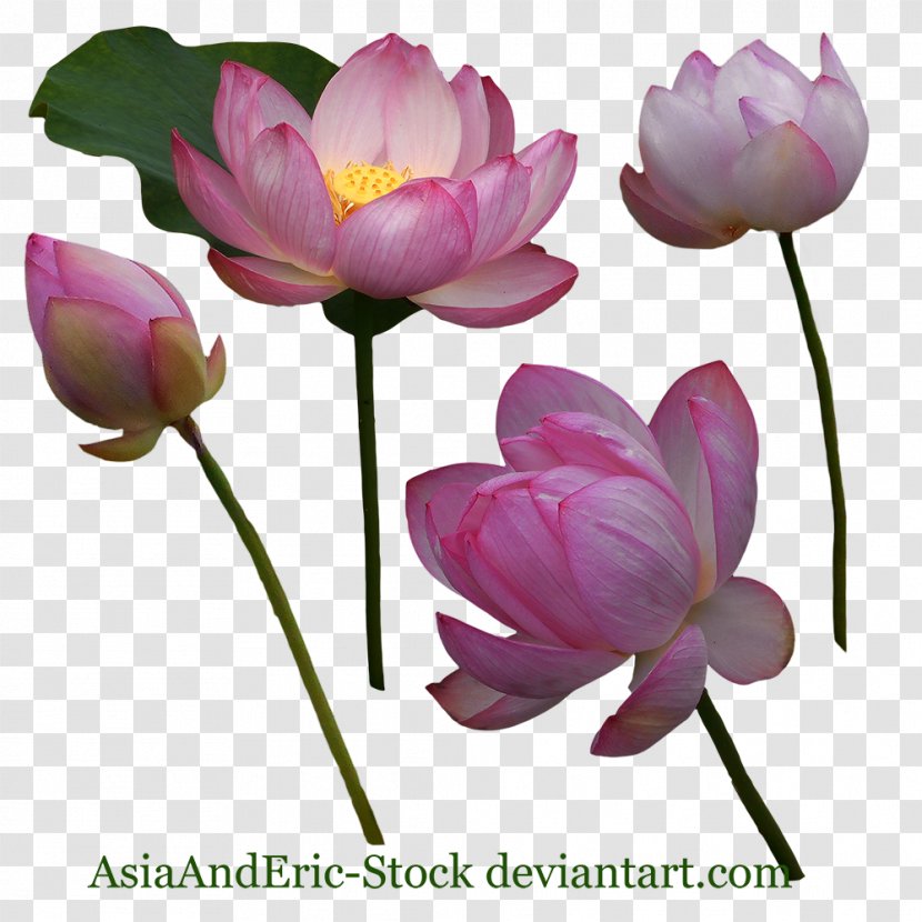 Cut Flowers Lilium Tulip Plant Stem - Aquatic - Water Lilies Transparent PNG