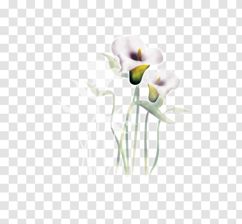 Floral Design Cut Flowers Arum-lily Watercolor Painting - Flowering Plant - Lily Transparent PNG