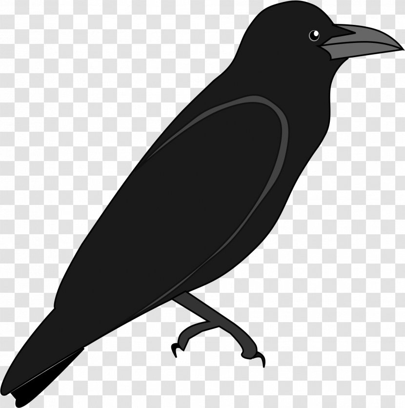 Cartoon Bird - Fish Crow - Songbird Perching Transparent PNG