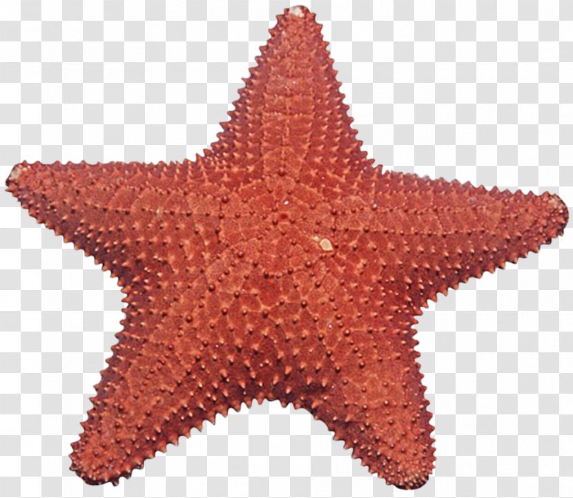 Starfish Gomophia Egyptiaca Clip Art - Brittle Star Transparent PNG