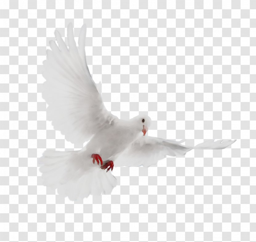 Pigeons And Doves Beak Feather - White Transparent PNG