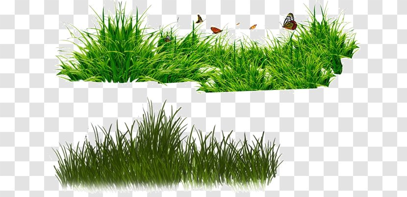 Drawing Of Family - Soil - Herb Transparent PNG