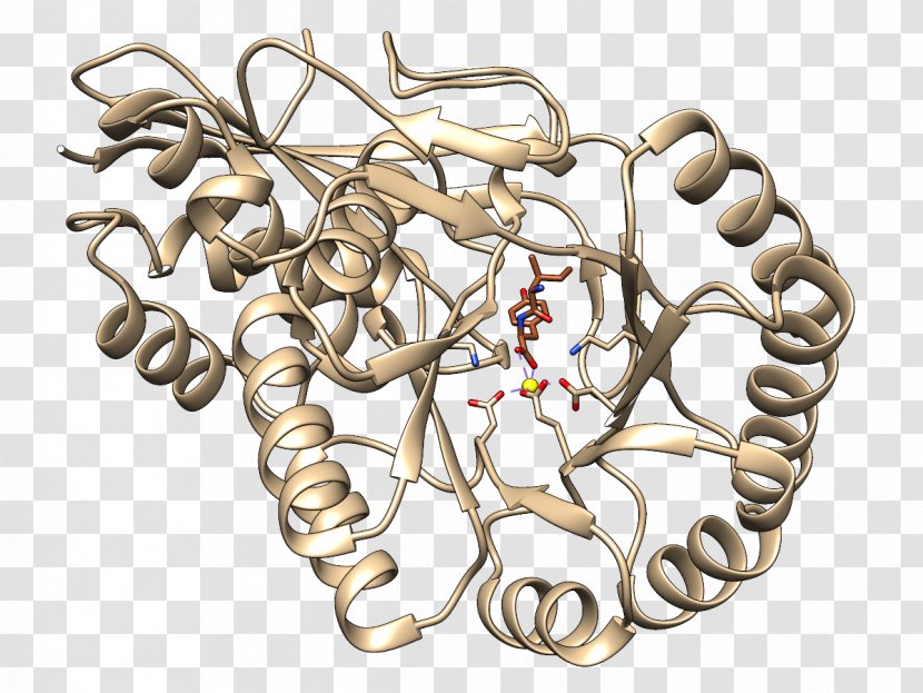 Epimerase And Racemase Mandelate Enzyme Substrate Dipeptide - Heart - Meng Da Transparent PNG
