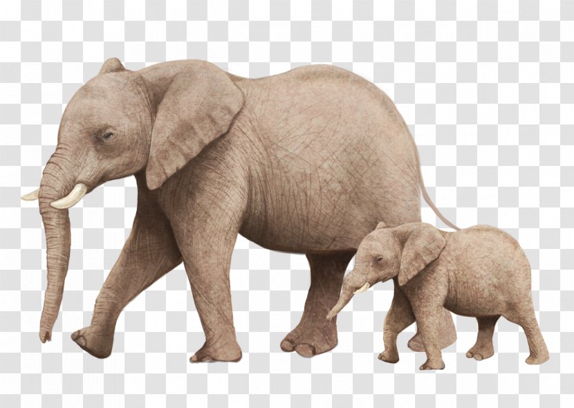 African Bush Elephant Illustration - Elephants And Mammoths - Mother Son Transparent PNG