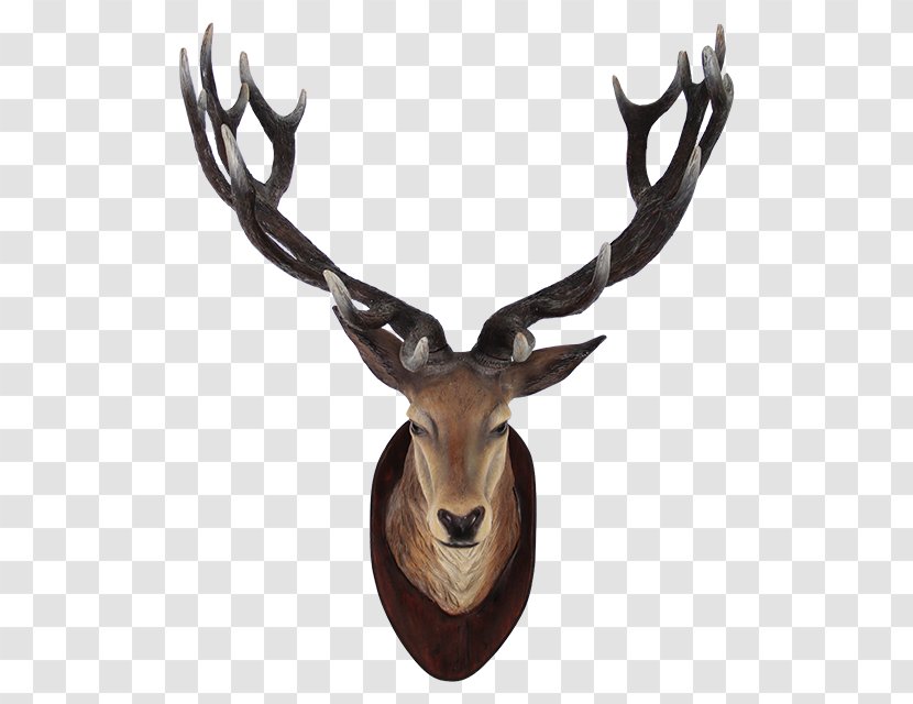 Sika Deer - Horn - Head Transparent Transparent PNG