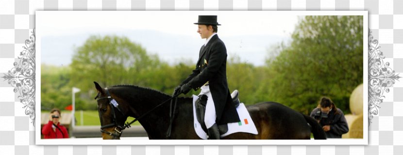 Hunt Seat Horse Stallion Dressage Rein - Recreation Transparent PNG