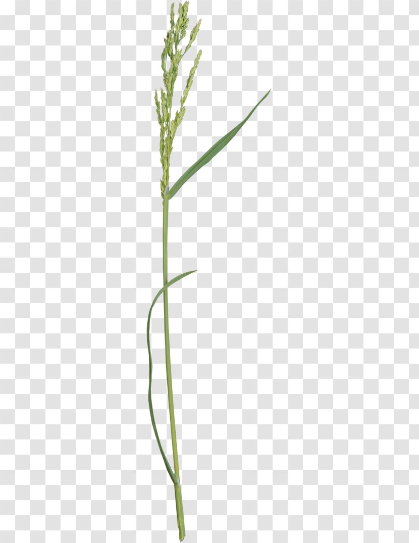 Grass Lawn Herbaceous Plant Twig Stem - Grasses - Green Leaves Transparent PNG