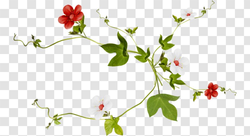 Vector Graphics Image Drawing Illustration - Botany - Painting Transparent PNG