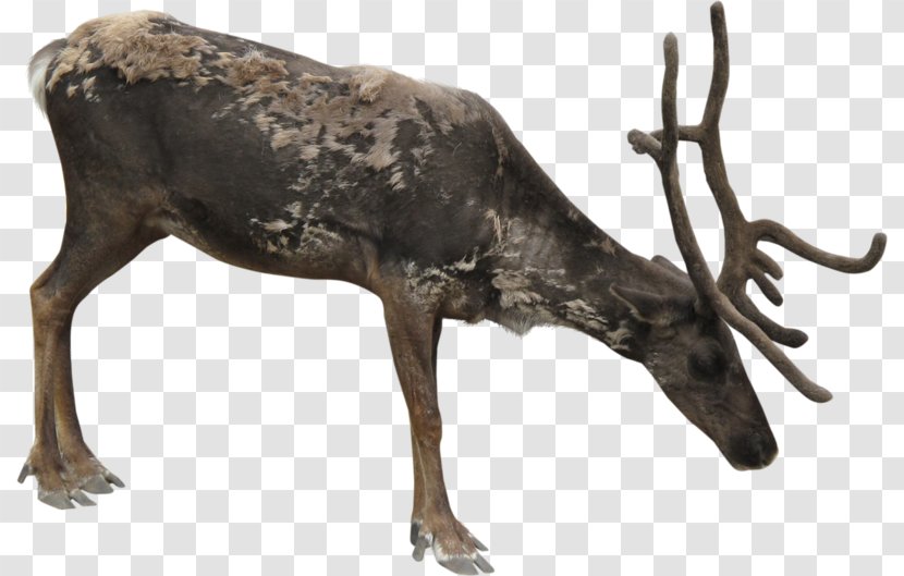 Reindeer Clip Art Elk - Bronze Transparent PNG