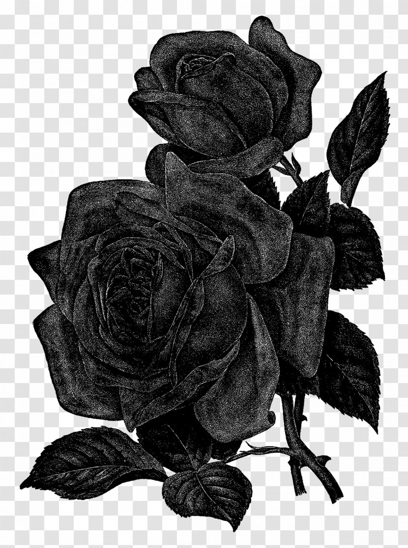 Centifolia Roses Flower Black And White Clip Art - Rose Order Transparent PNG