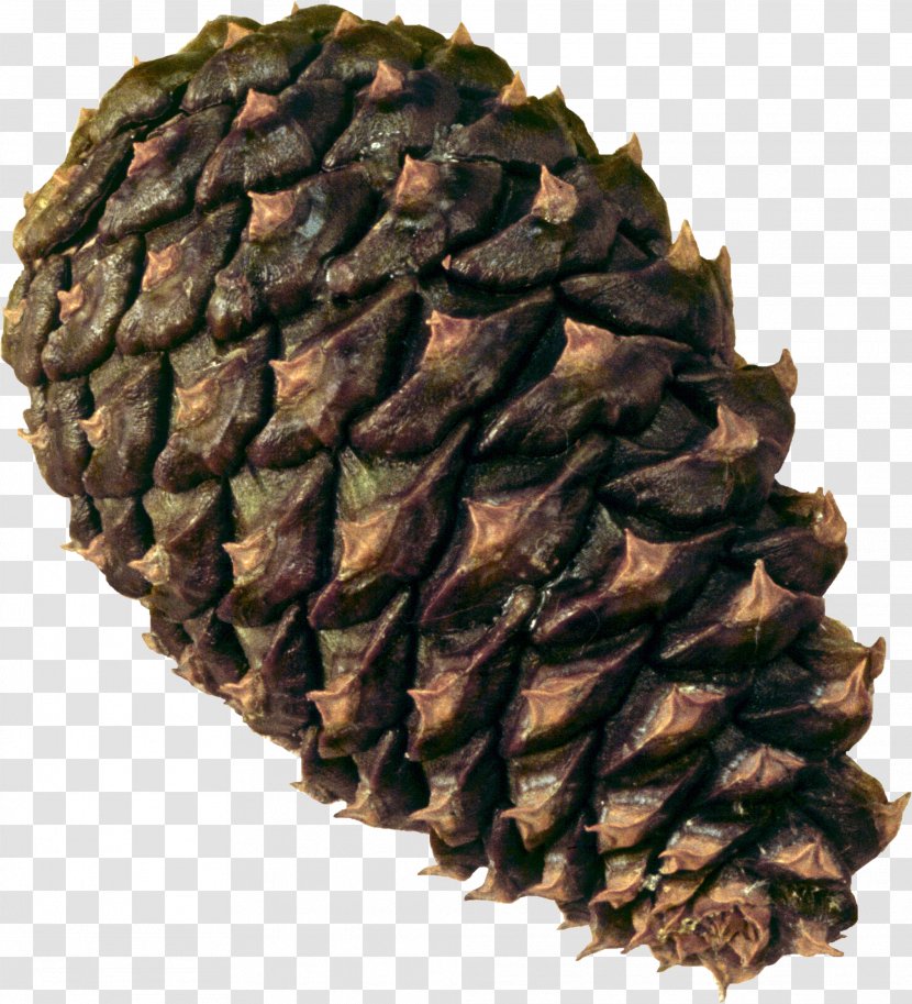 Coulter Pine Conifer Cone Conifers Baeospora Myosura Cedar Transparent PNG