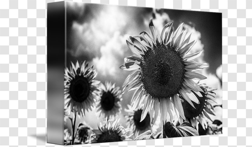 Still Life Photography Desktop Wallpaper Stock - Monochrome - Sunflower White Transparent PNG