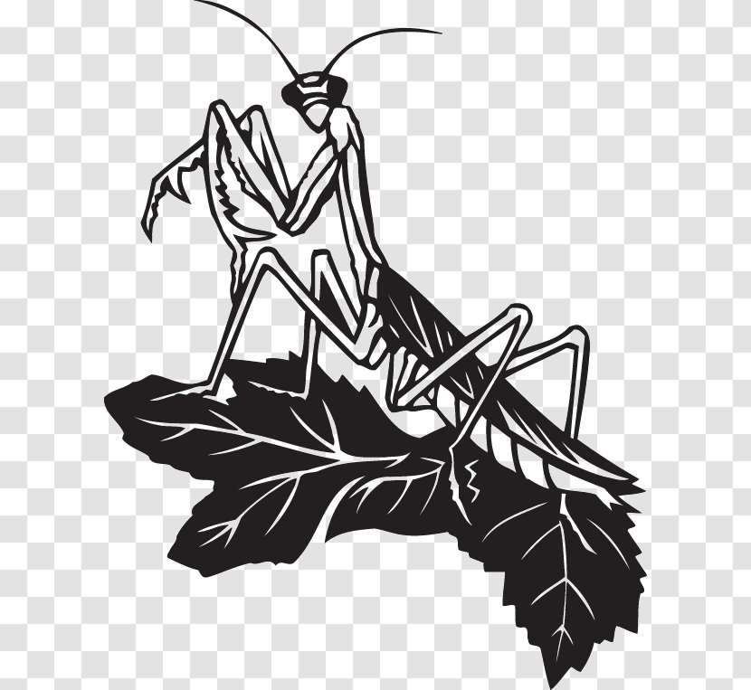 Insect Mantis Stock Photography Illustration Clip Art - Sticker Transparent PNG