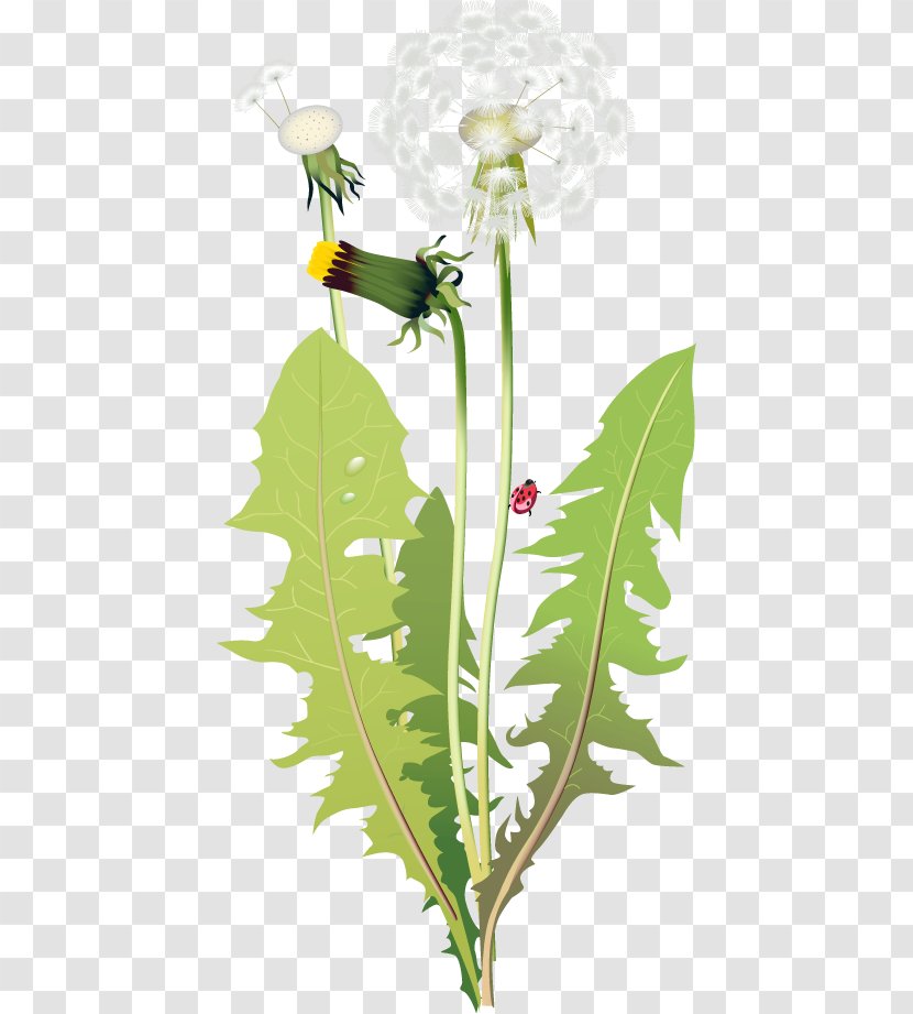 Dandelion Flower Transparent PNG