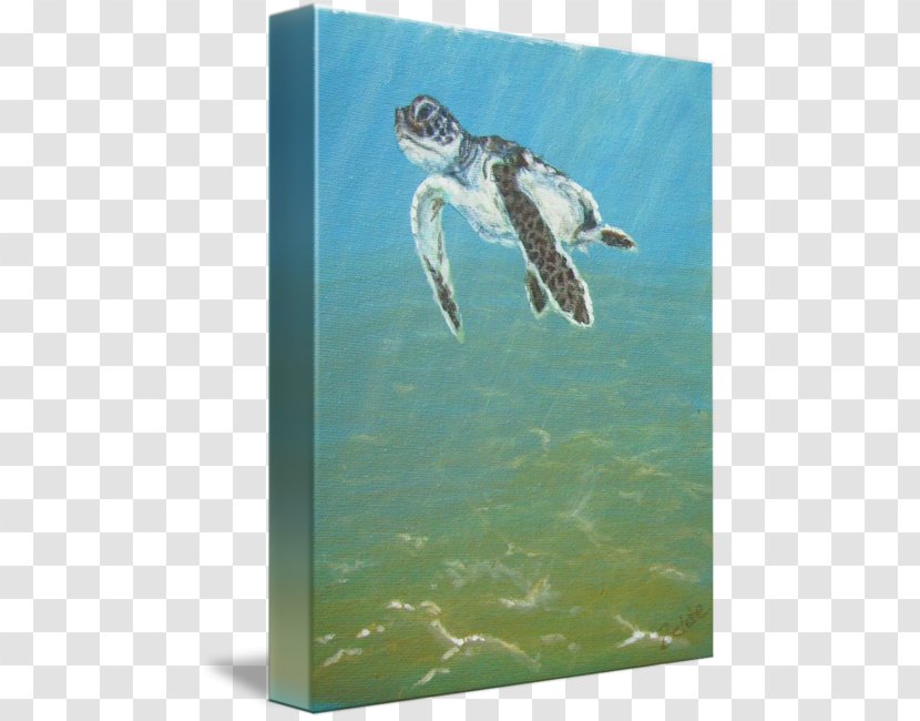 Loggerhead Sea Turtle Imagekind Art - Baby Transparent PNG