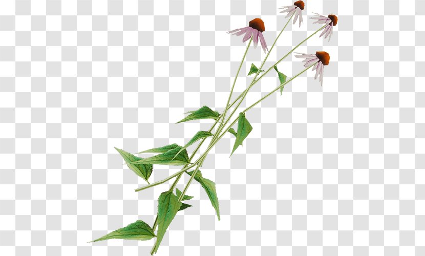 The Forest Ingredient Plant Stem Coneflower - Wiki - Echinacea Transparent PNG