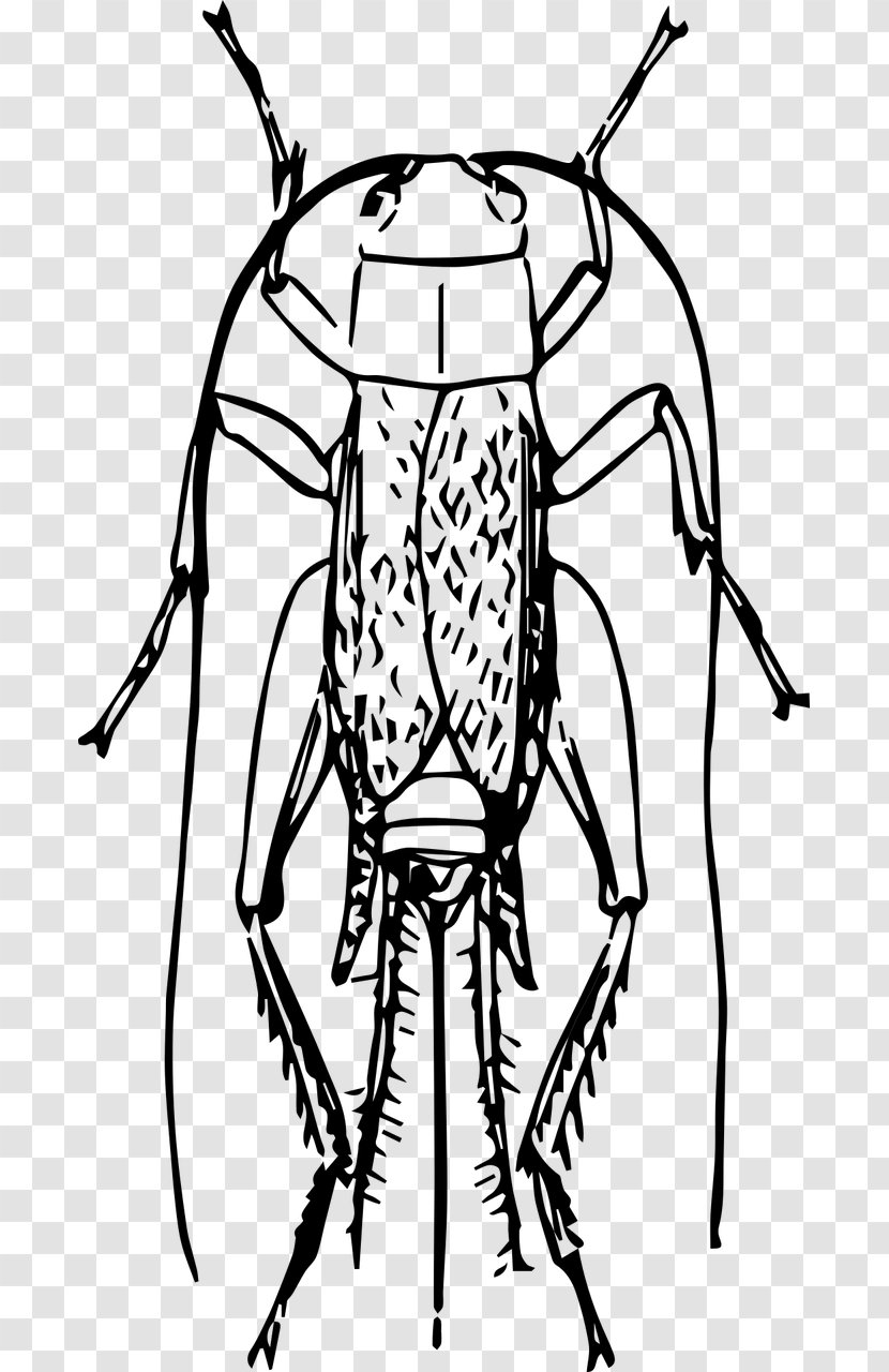 Insect Pharmore Pest Control Drawing Clip Art - Symmetry Transparent PNG