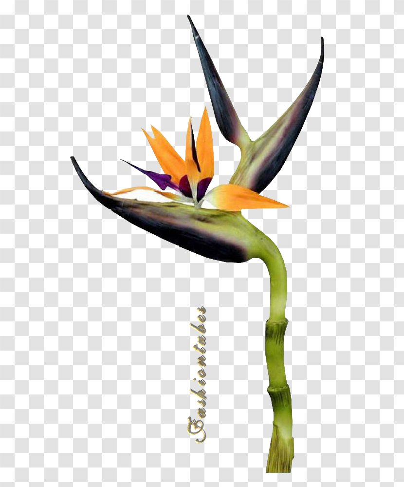 Flower Petal Drawing Bird Transparent PNG