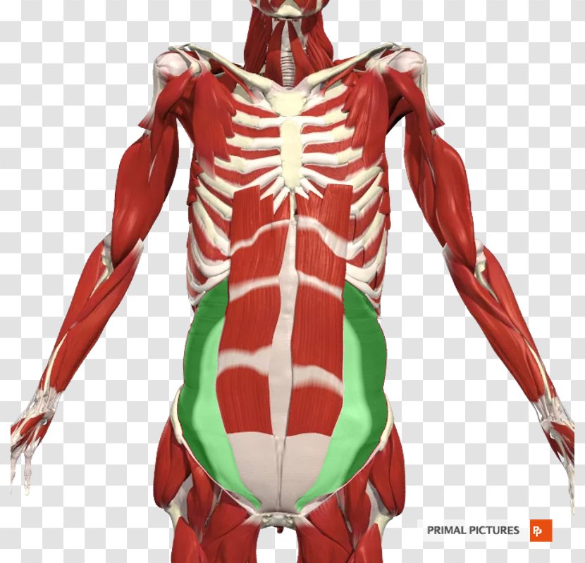 Shoulder Axilla Anatomy Nerve Intercostal Muscle - Scapula - Rectus Abdominis Transparent PNG