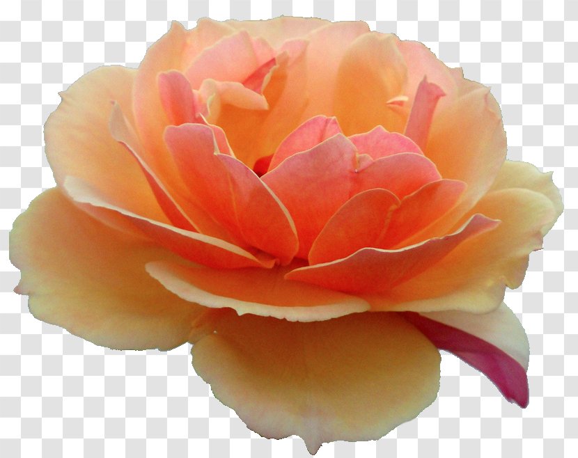 Flower Rose Gerbera Jamesonii Common Daisy Orange - Plant Transparent PNG